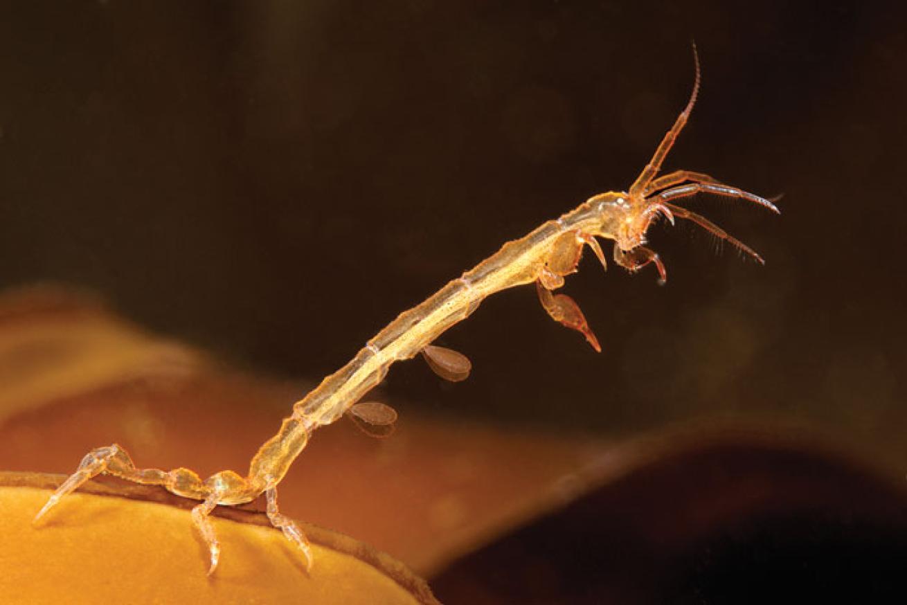 skeleton shrimp