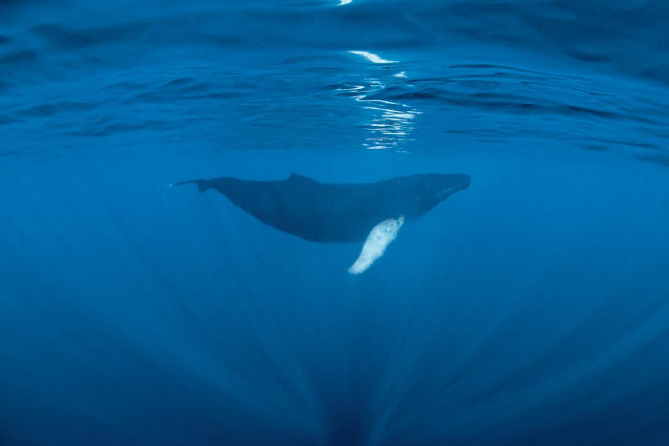 humpback whale
