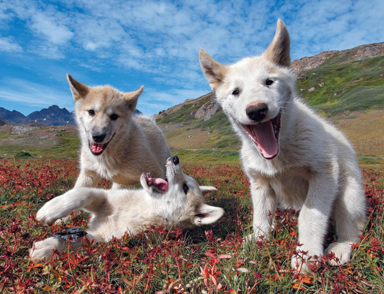 sled dogs