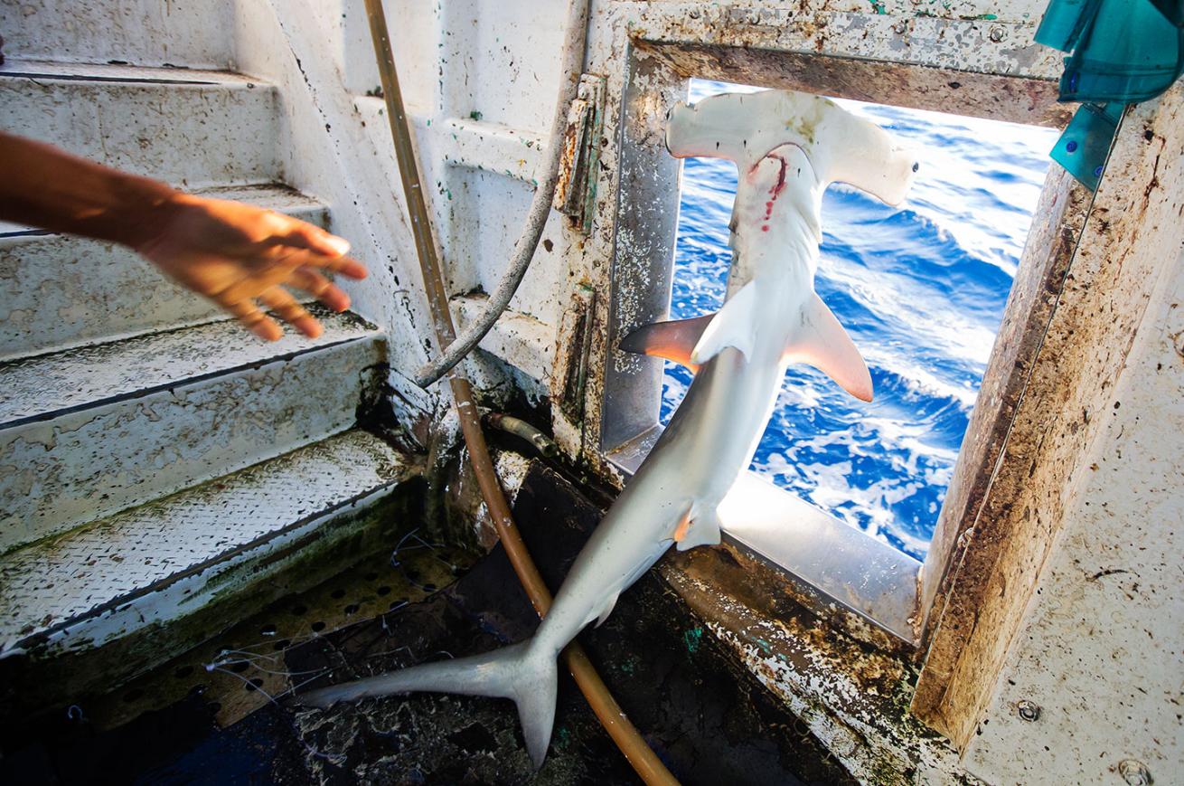 A smooth hammerhead shark (Sphyrna zygaena) is thrown overboard