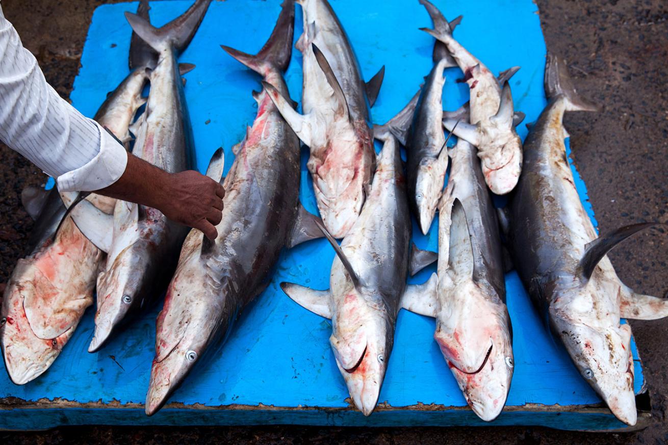 dead sharks