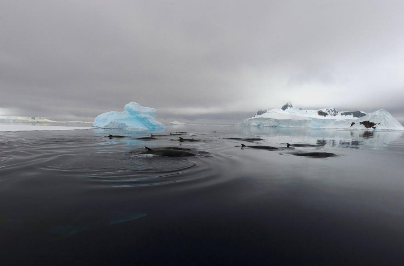 minke whales