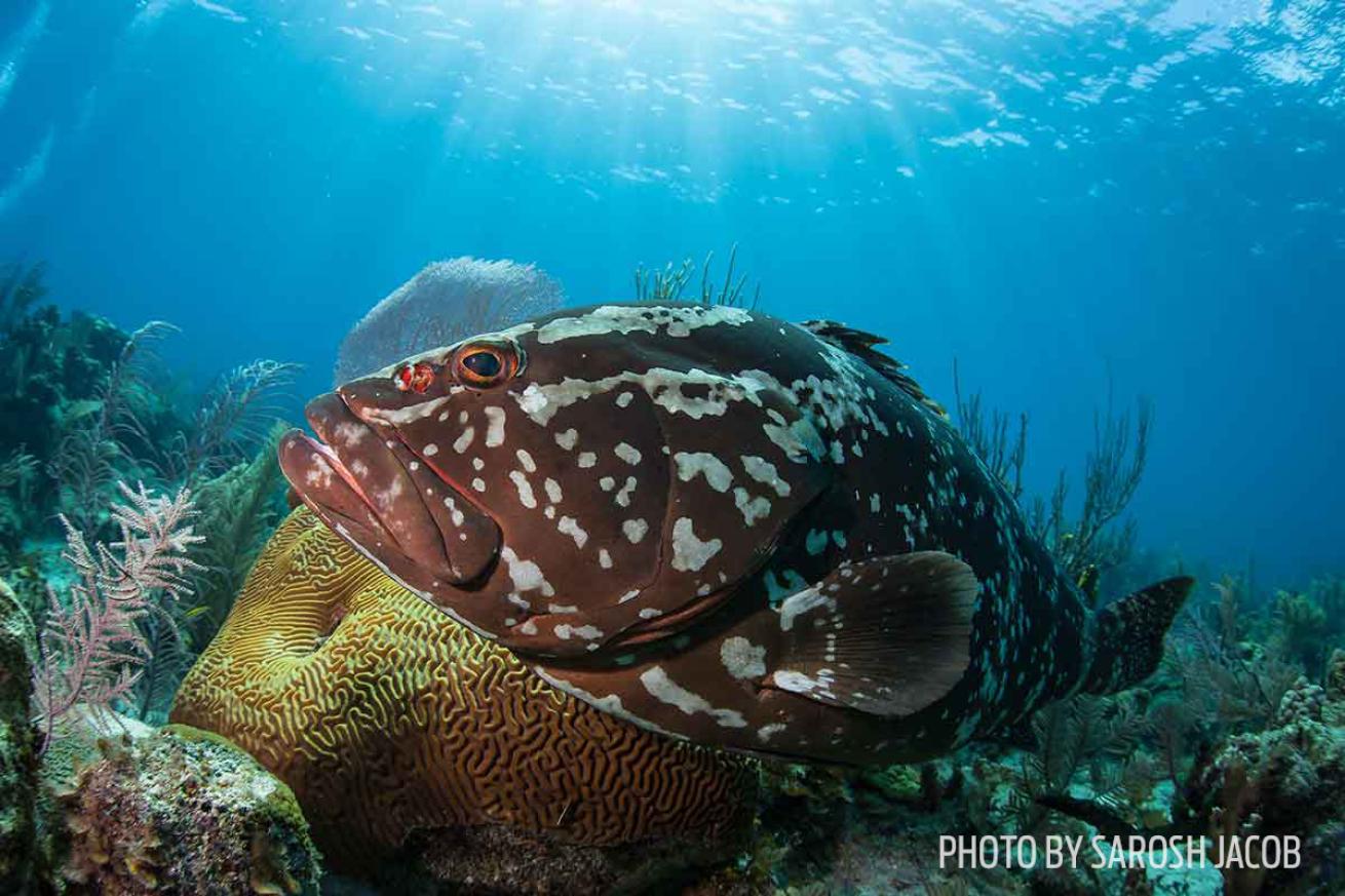 grouper little cayman