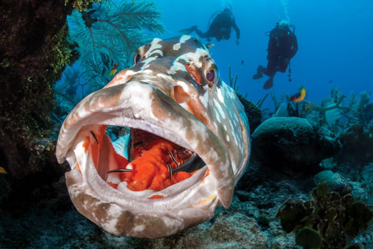 A Nassau grouper (*Epinephelus striatus*) is cleaned by gobies (*Gobiosoma genie*)