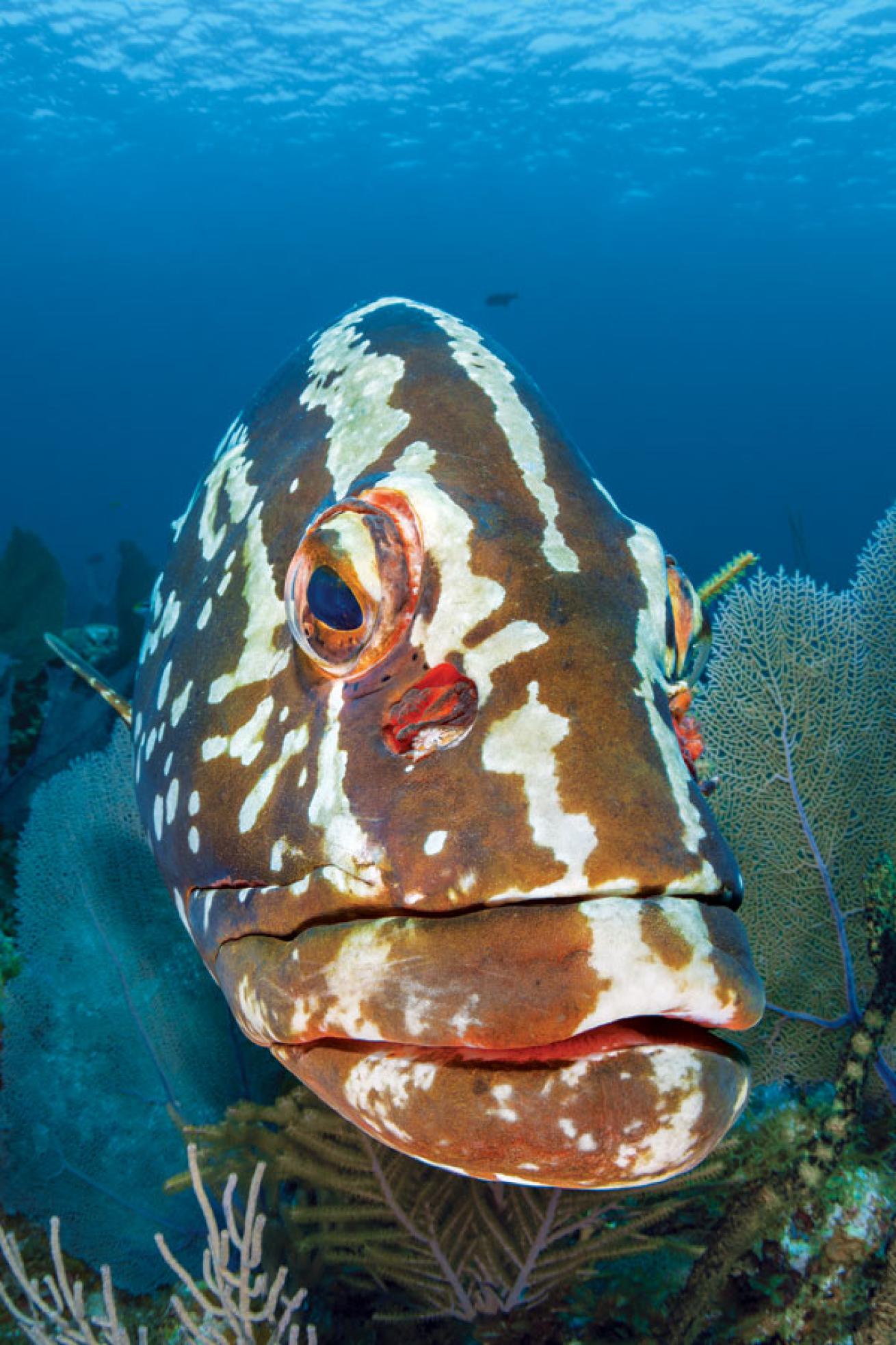 Nassau grouper on Bloody Bay Wall