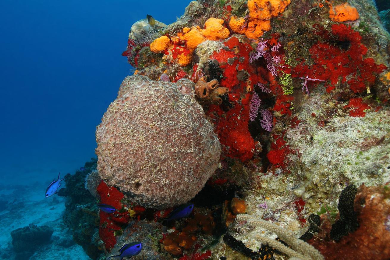 Coral in the Gulf of Mexico