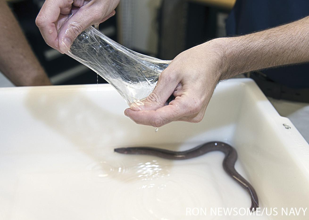 hagfish slime u.s. navy