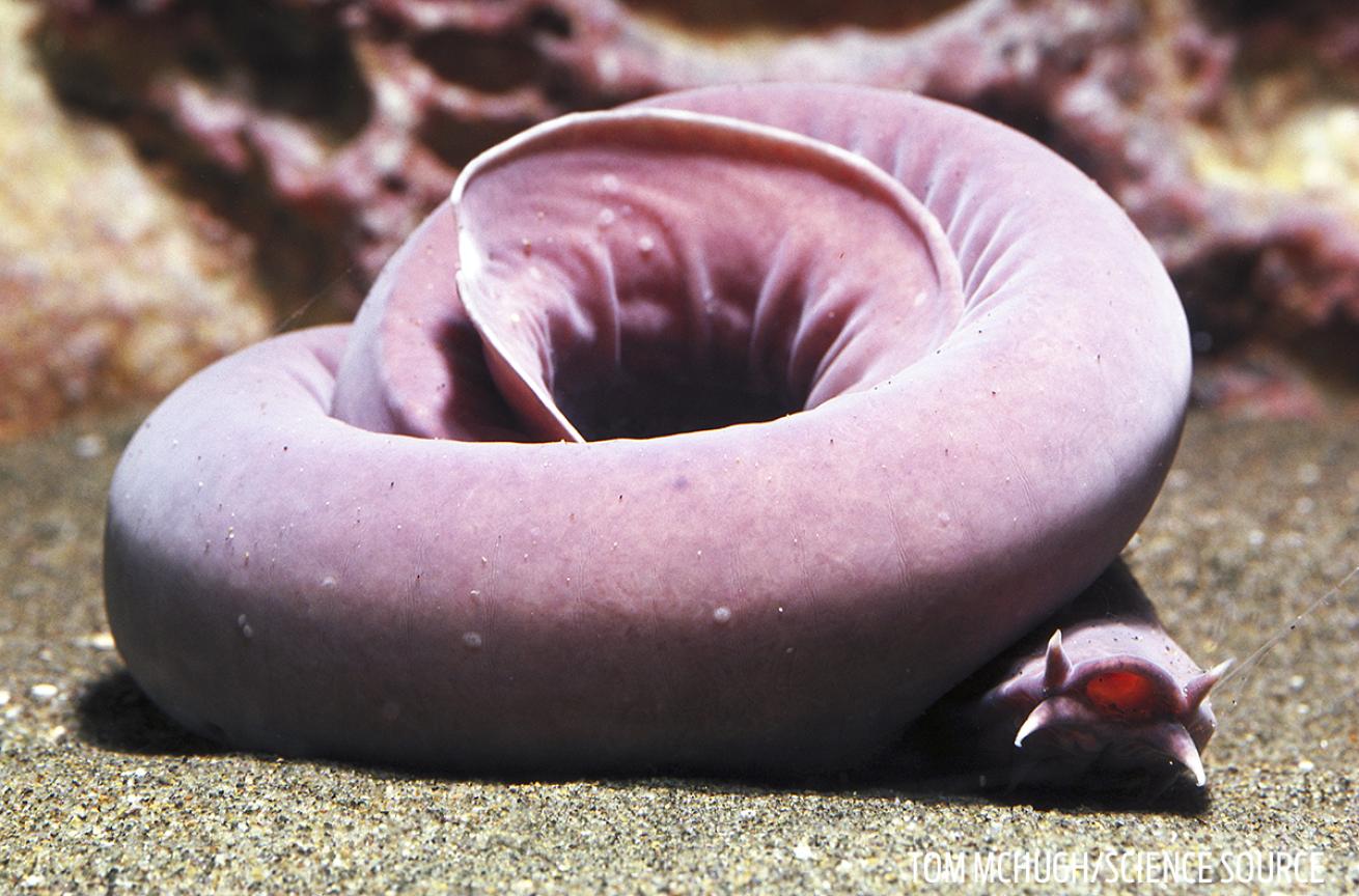 hagfish