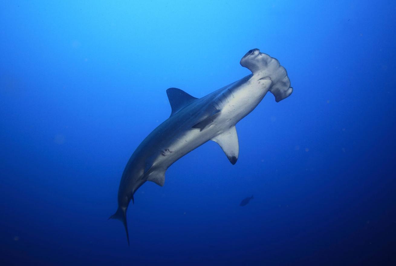 Hammerhead Shark