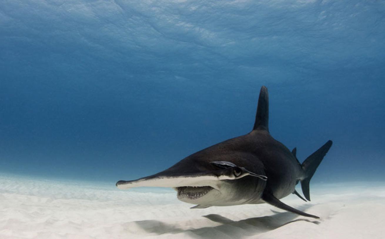 hammerhead shark