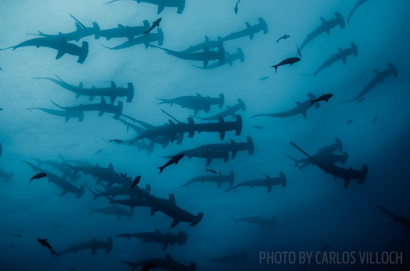 hammerhead sharks aggregating