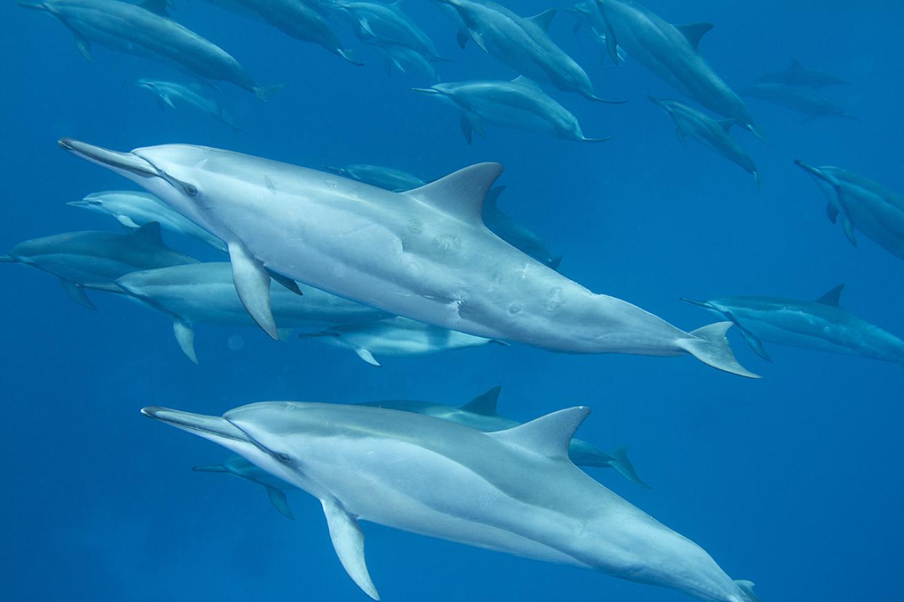 Hawaii swimming dolphins ban