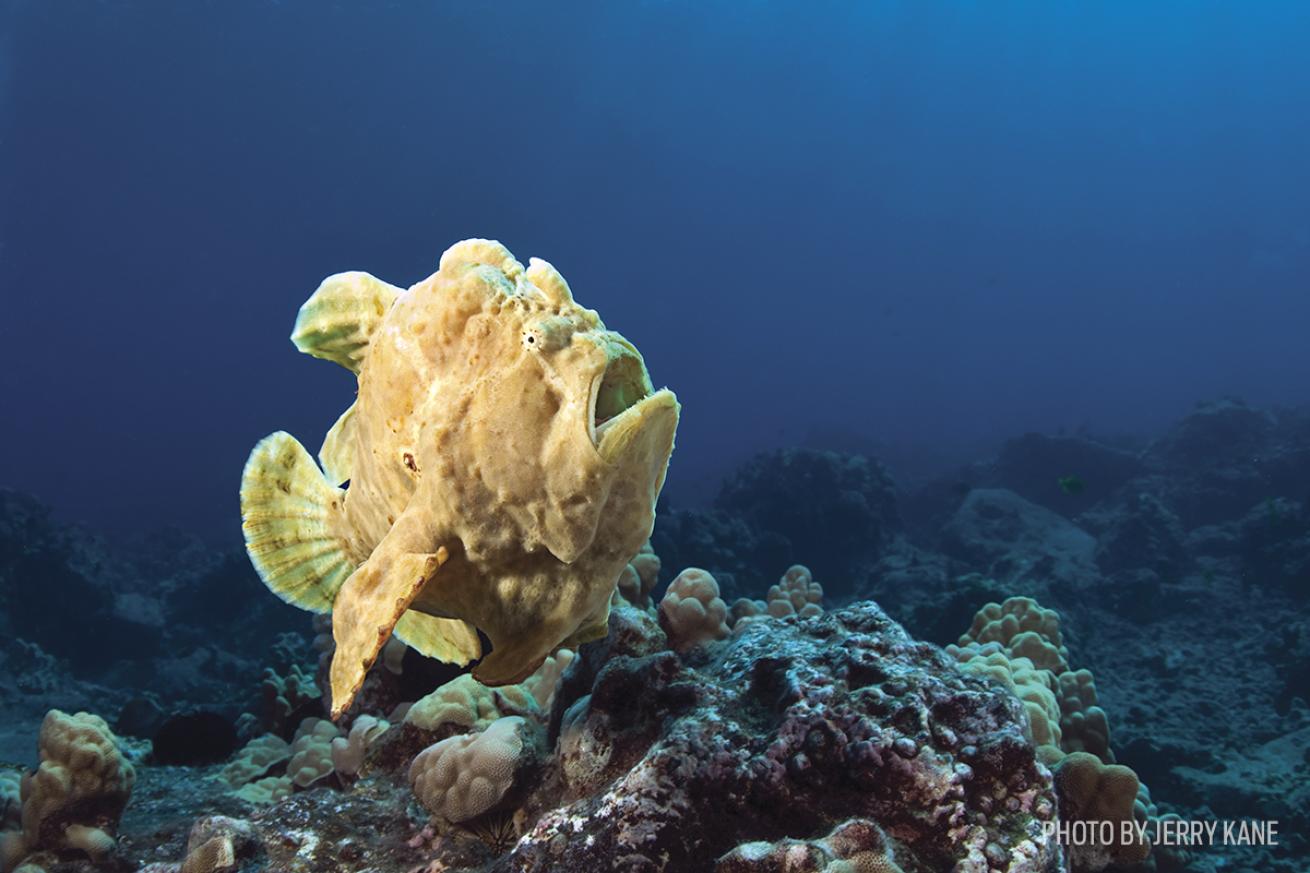 Commerson’s frogfish hawaii