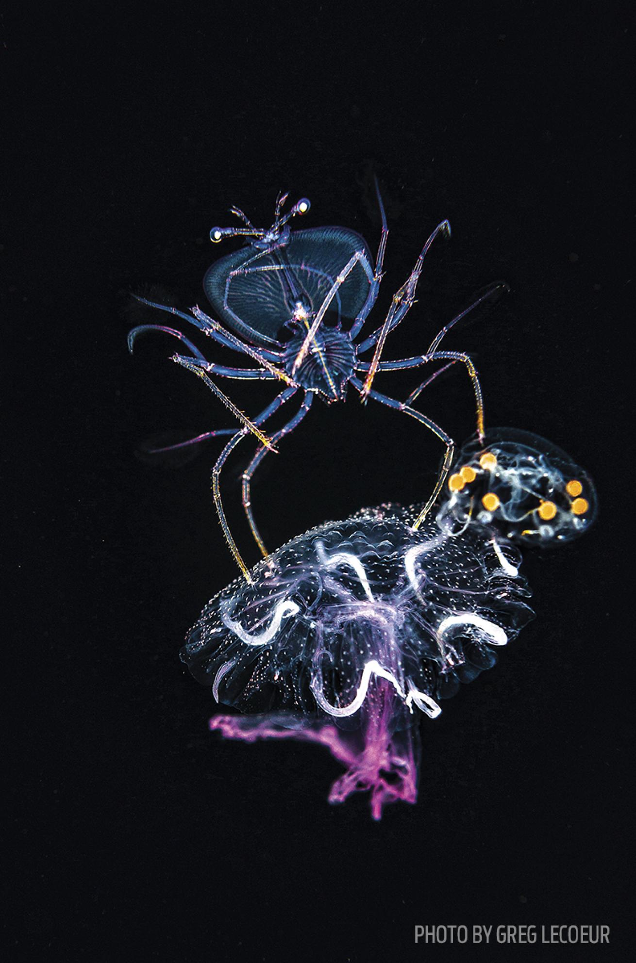 night diving Kona Hawaii