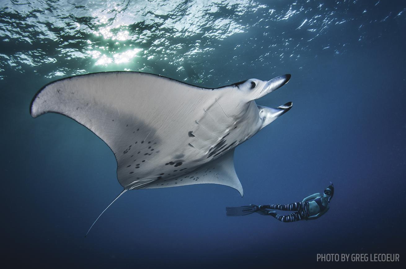 manta rays scuba diving hawaii
