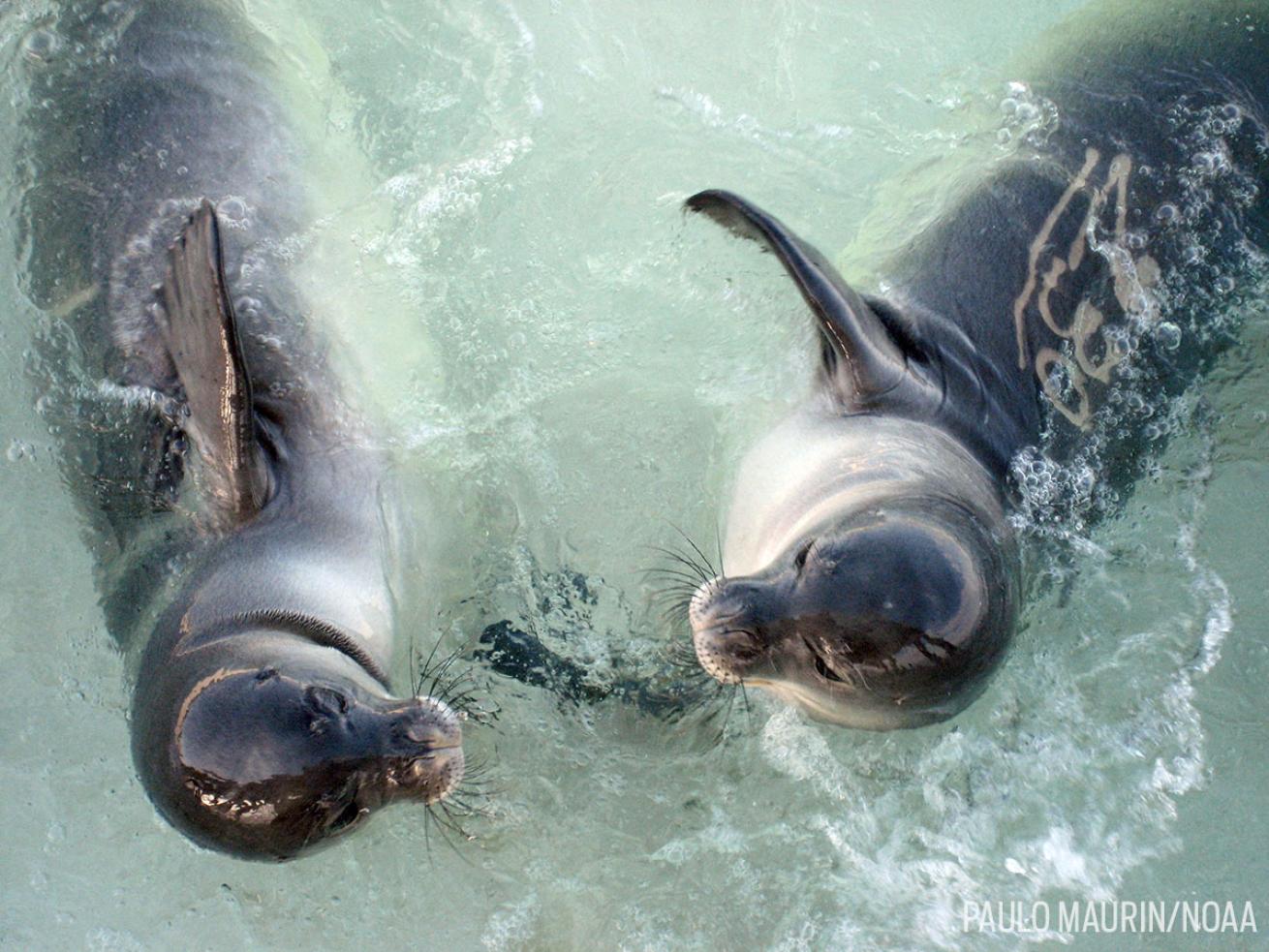 Hawaiian monk seals swim in the waters of Papahānaumokuākea.