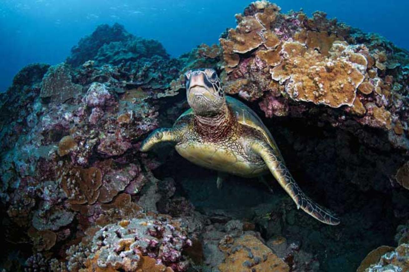 sea turtle scuba diving