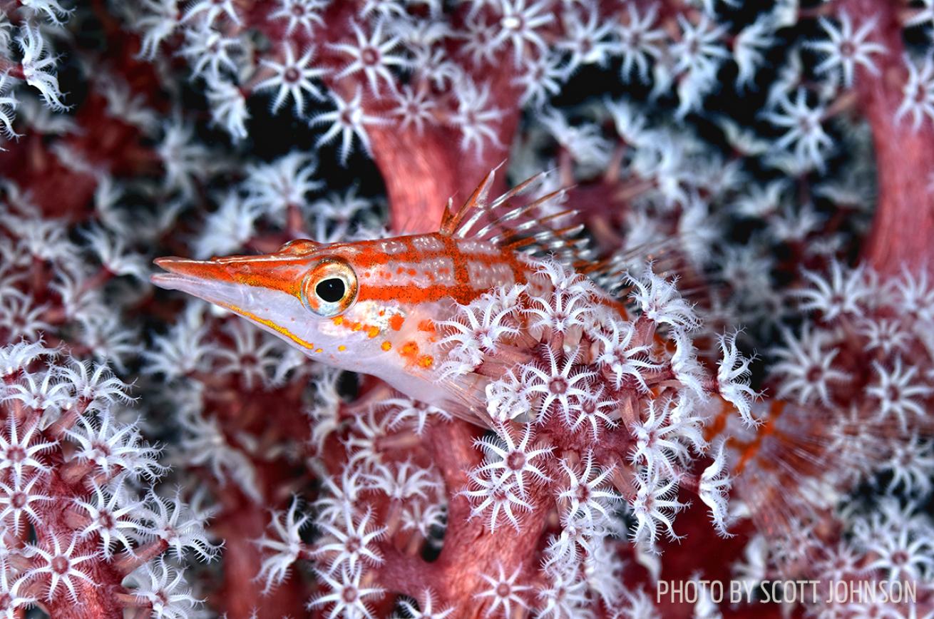 hawkfish photo