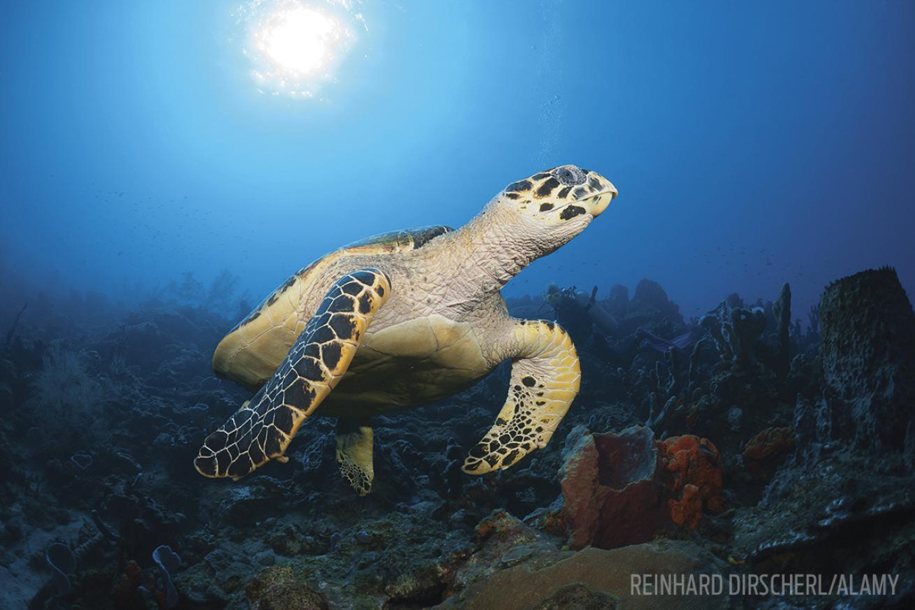 sea turtle scuba diving