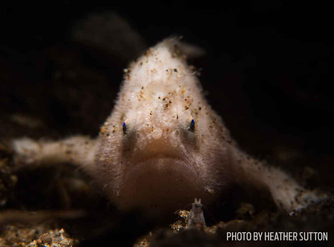 frogfish photo