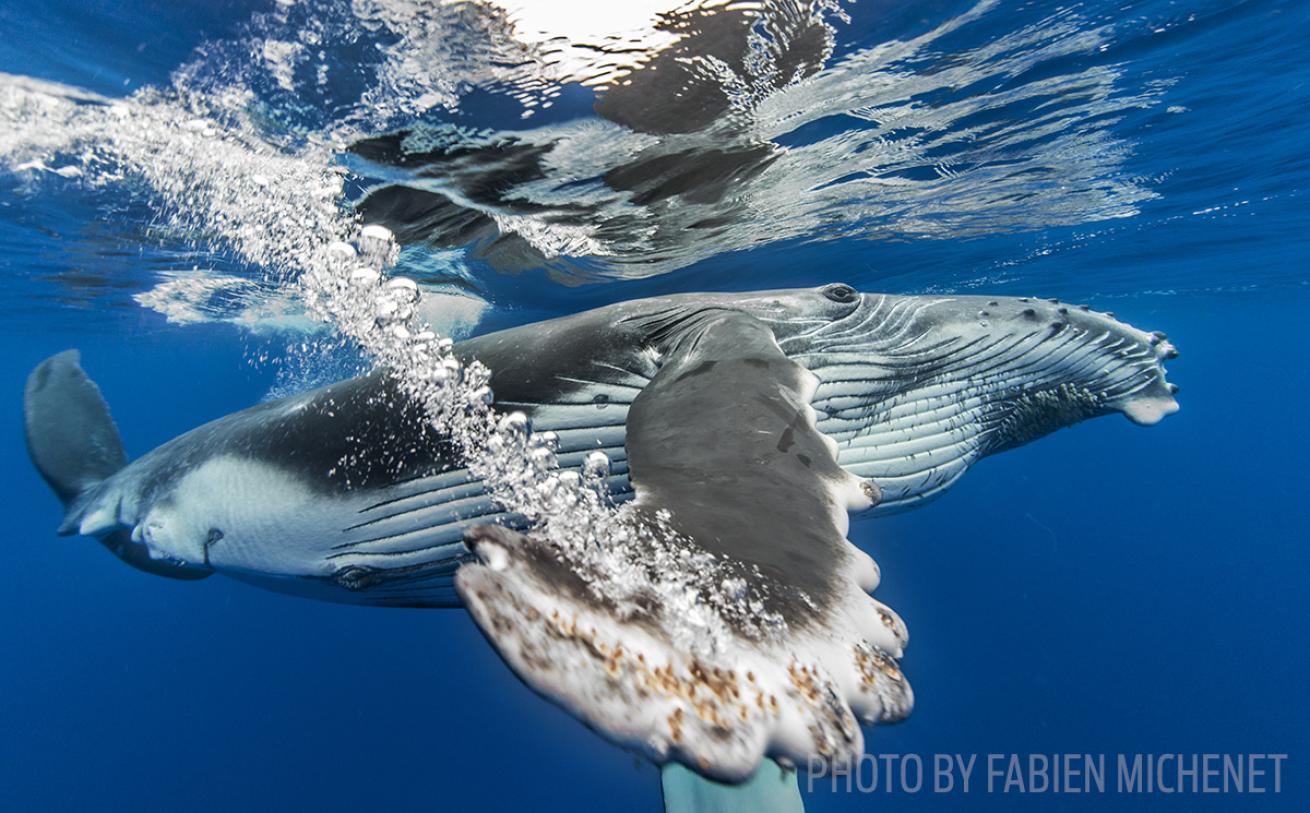 humpback whale migration silver bank