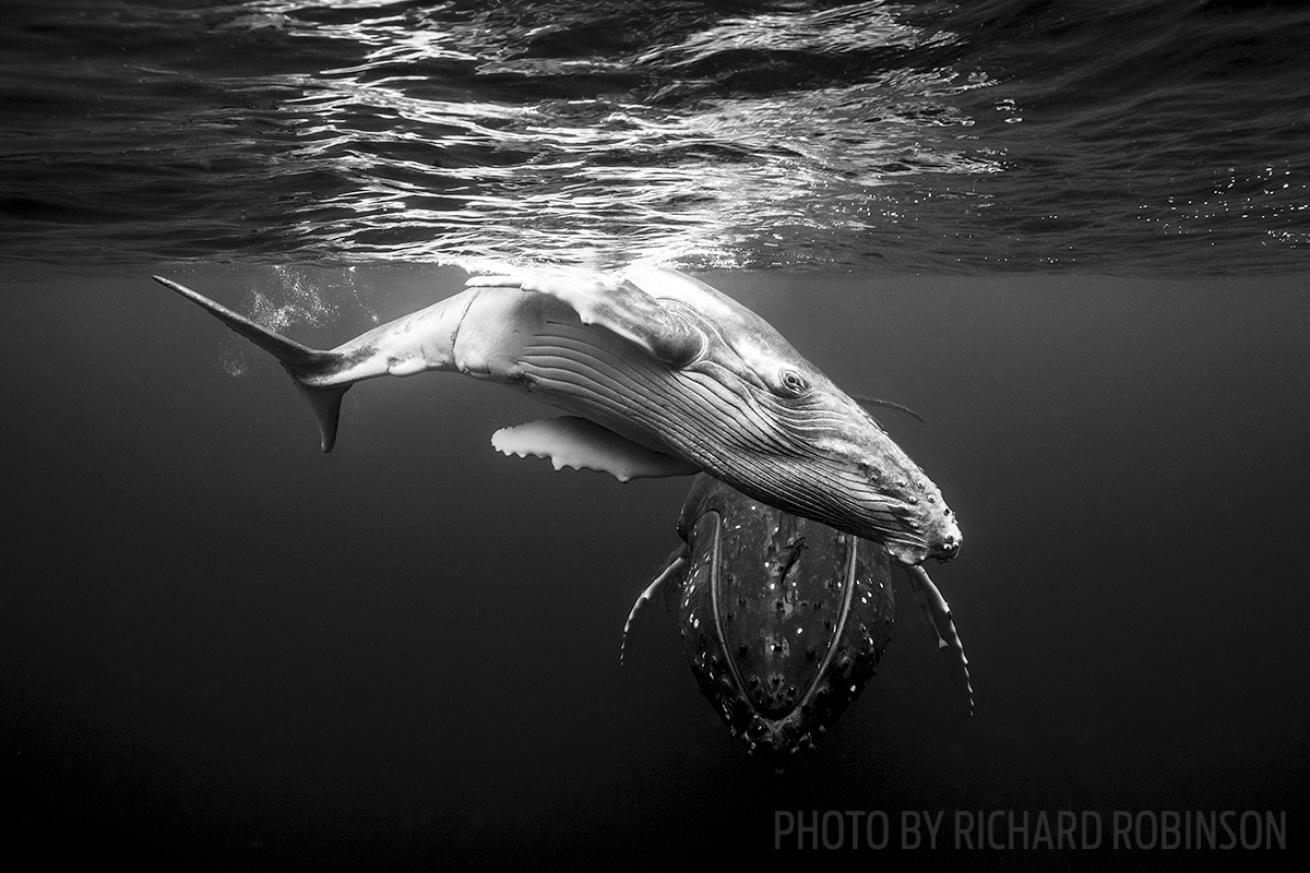 humpback whale migration