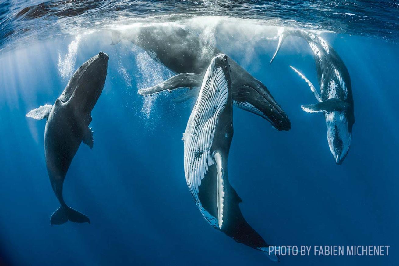 Humpback whales Tahiti