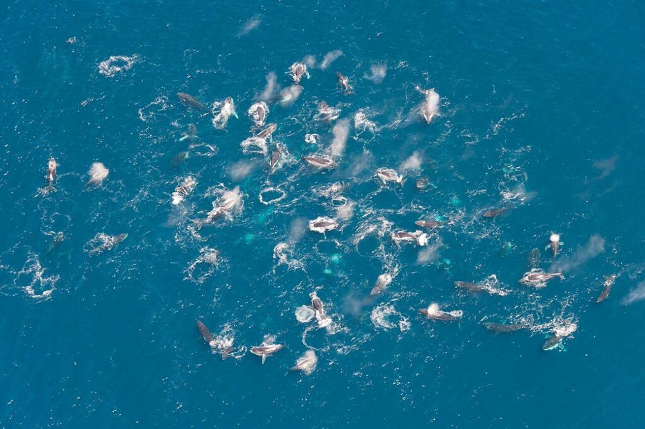 humpback whale super group