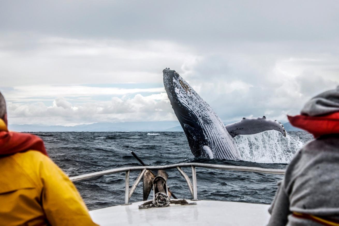 humpback whale breaching