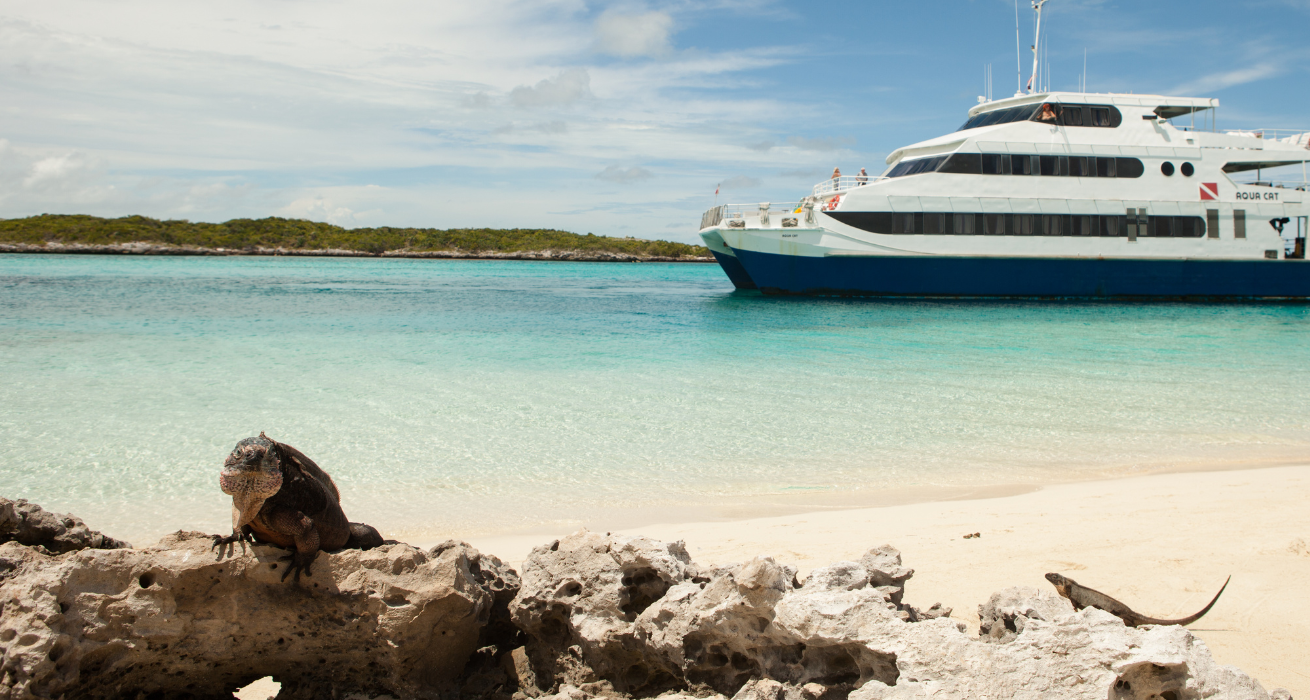 A boat in the water next to iguana