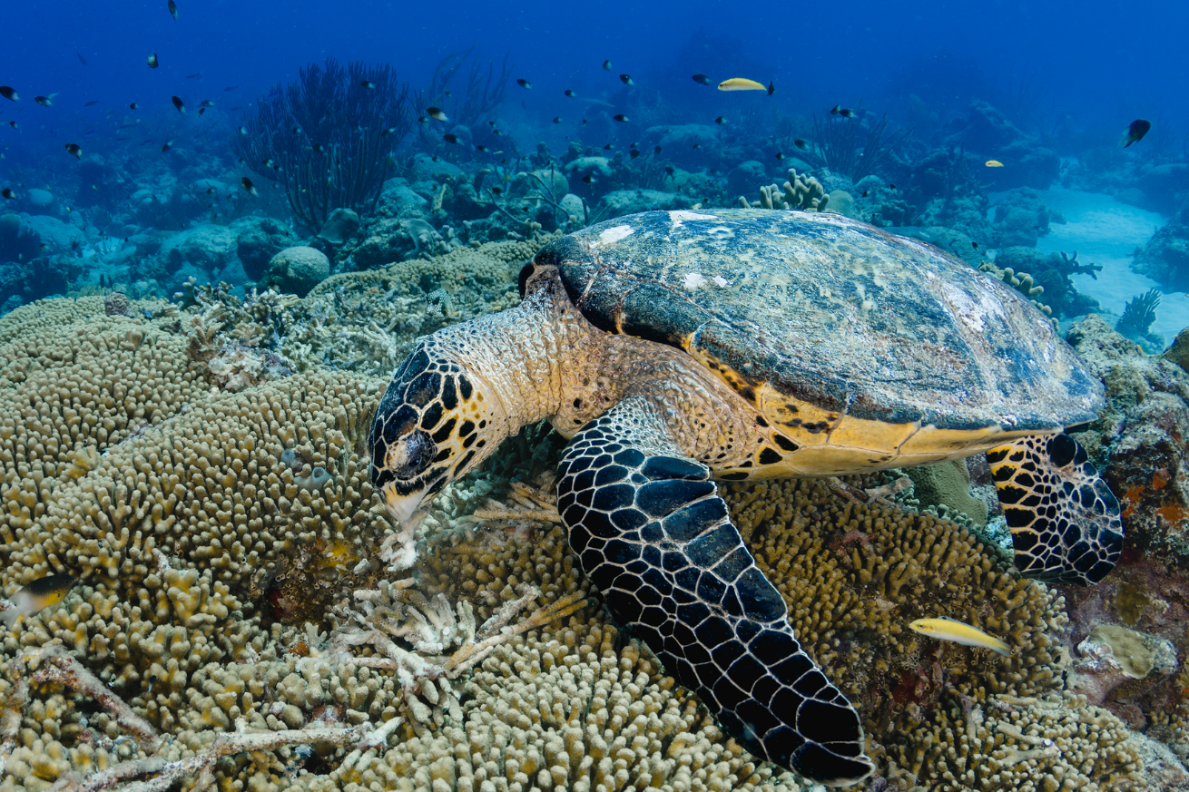 Hawksbill Sea Turtle