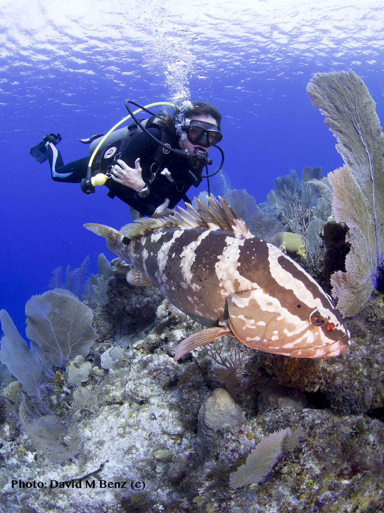 scuba diving cayman islands