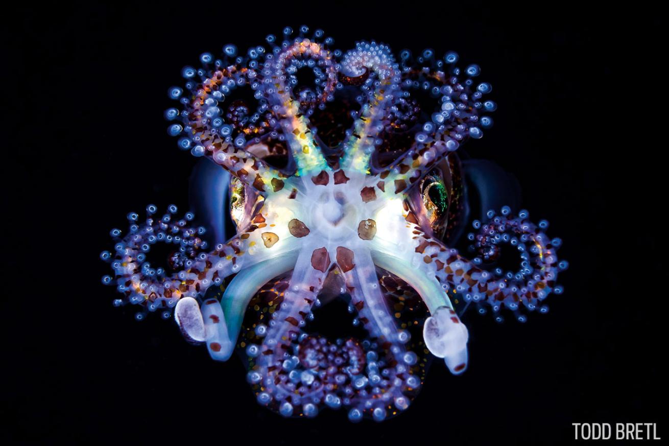 Bob Tail Squid
