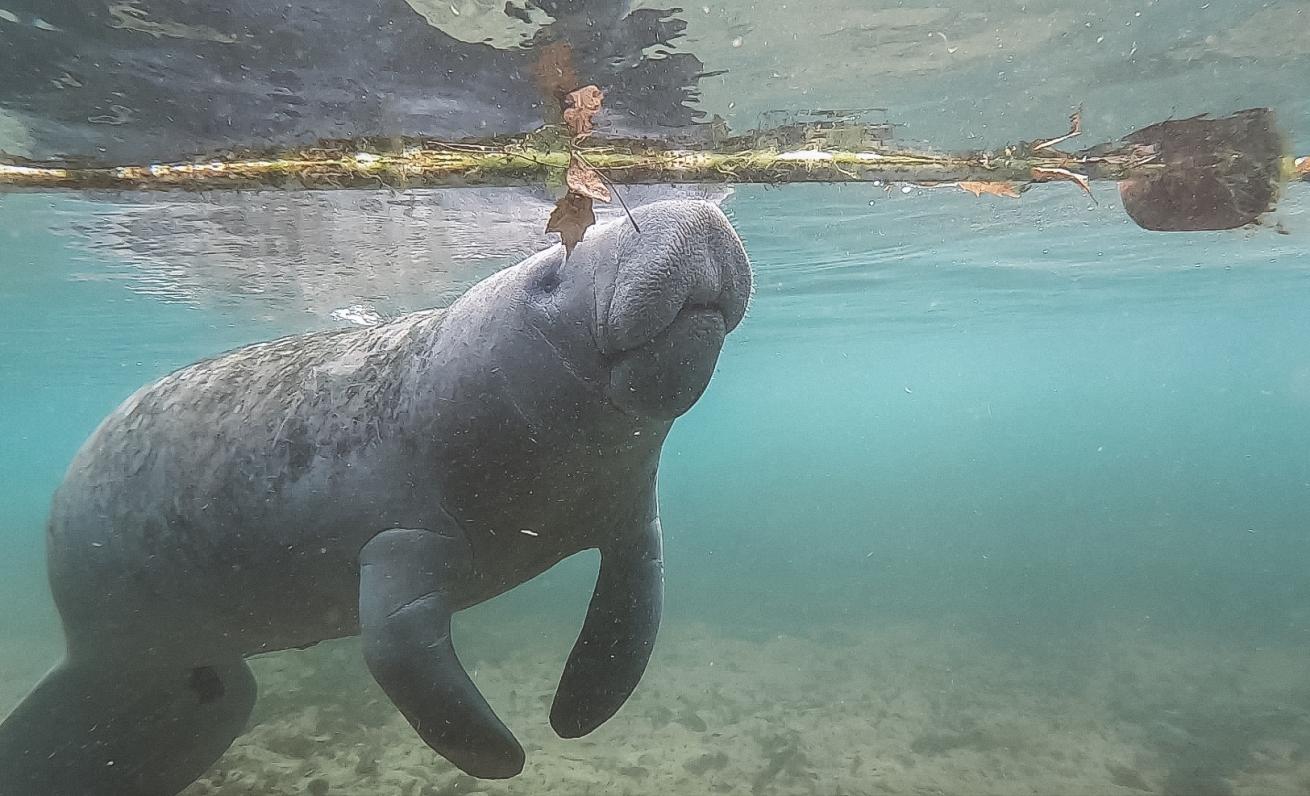 manatee three sisters springs