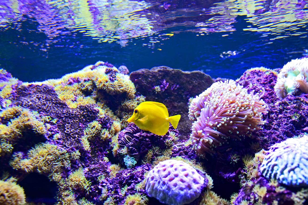 Yellow fish swims through purple coral