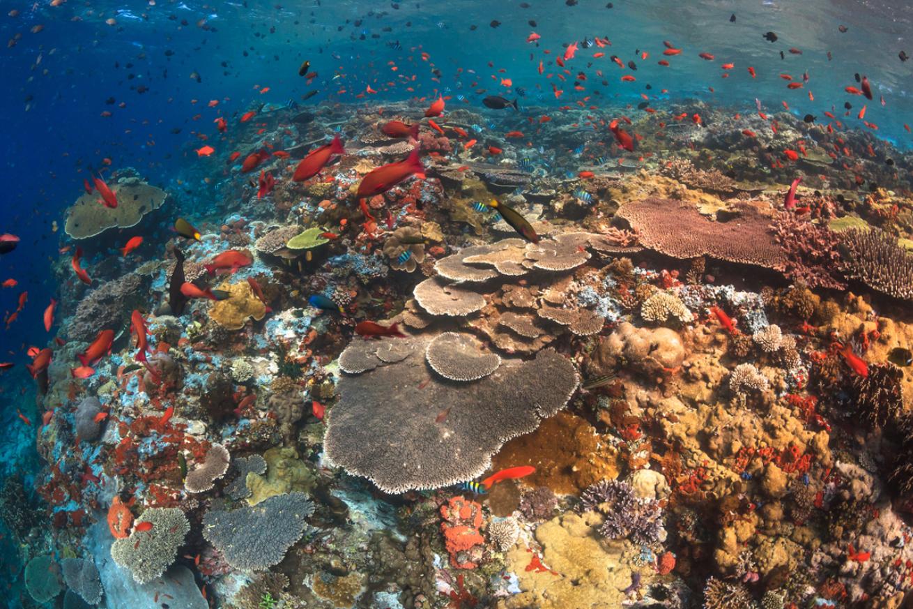 Indonesia liveaboard
