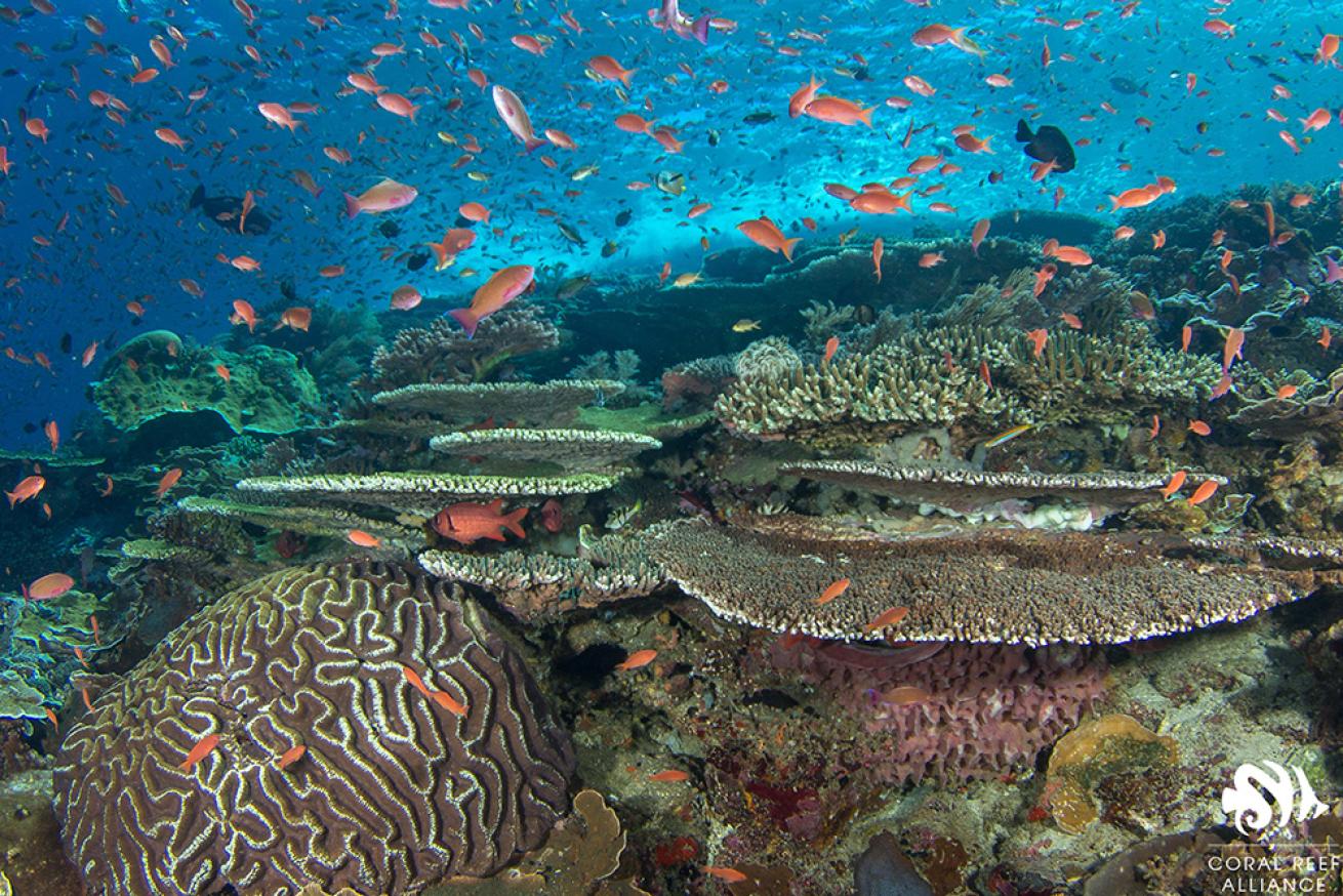 indonesia coral reef