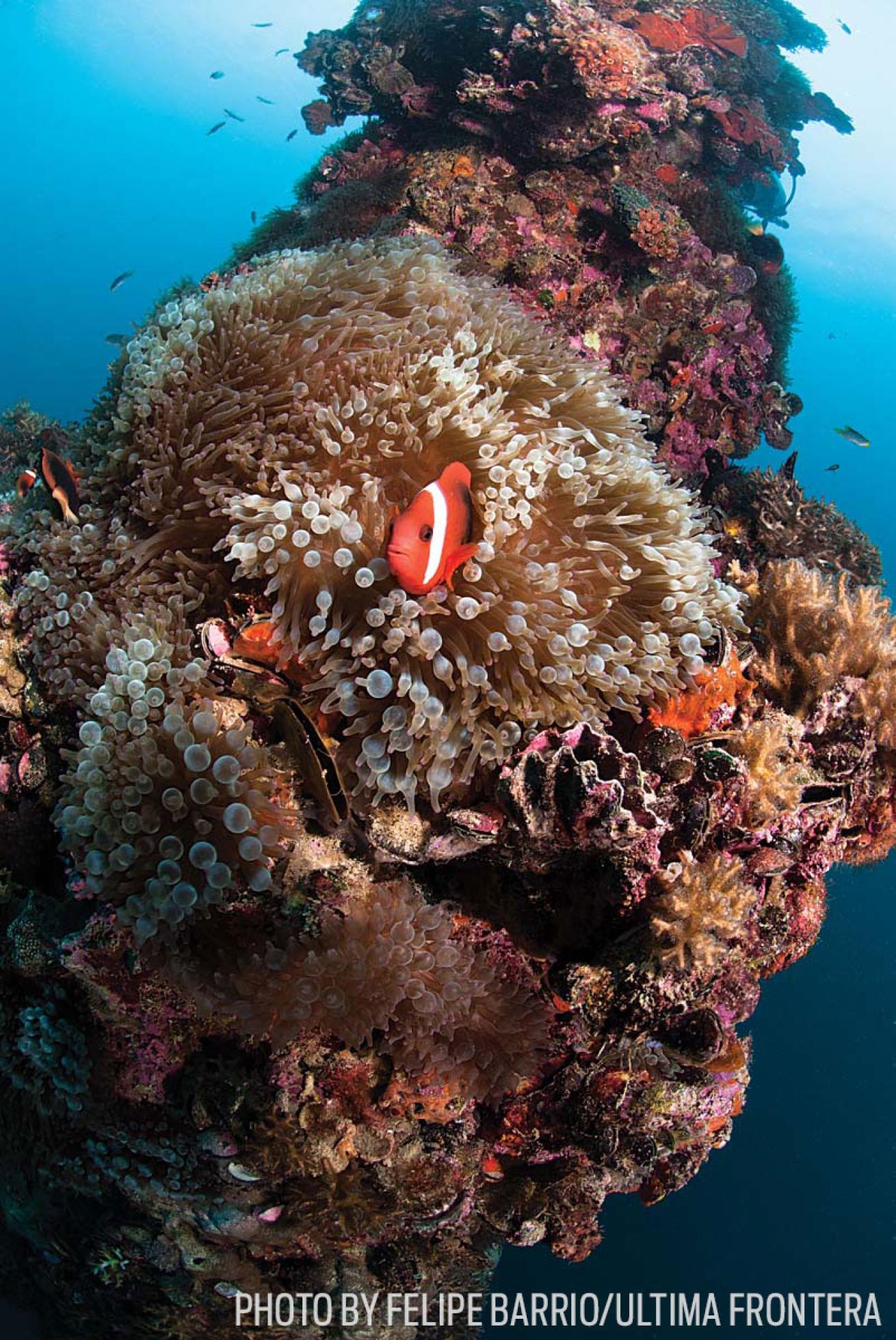 A clownfish makes its home on the wreck of the Iro in Palau