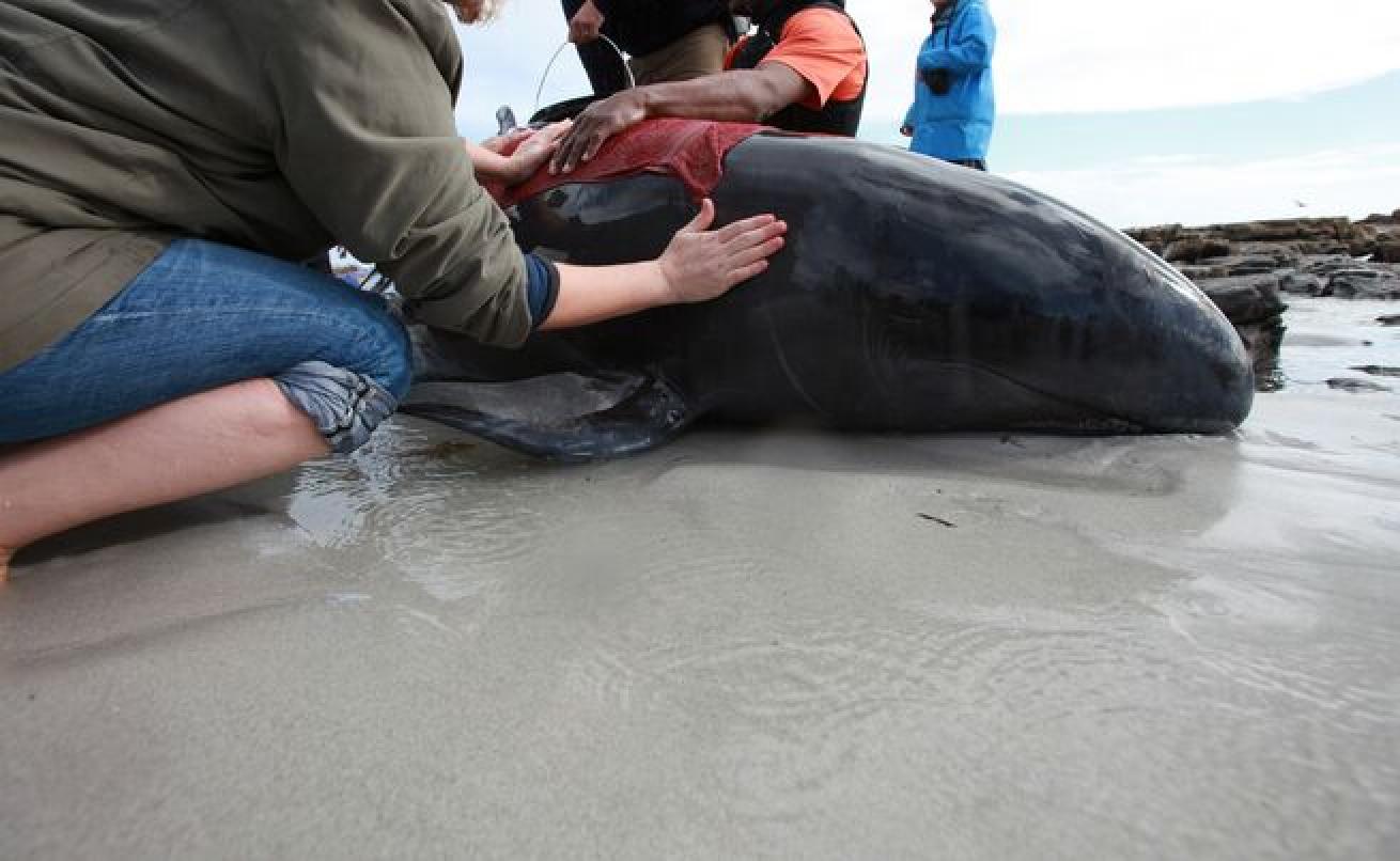 pilot whale stranding