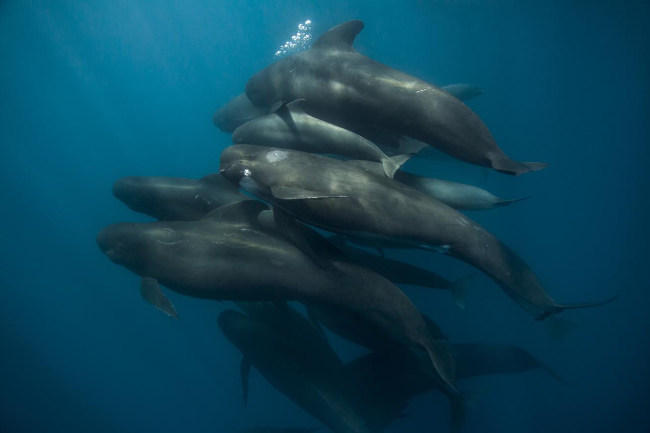 pilot whales underwater