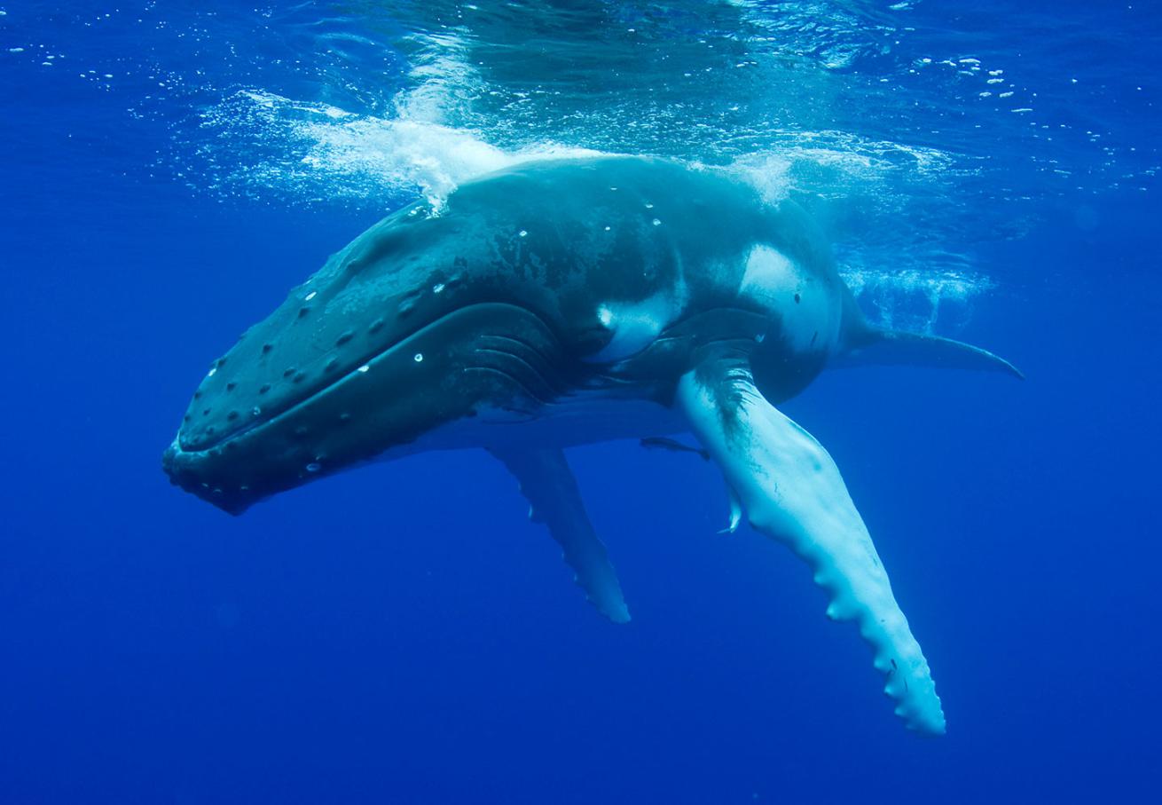 humpback whale