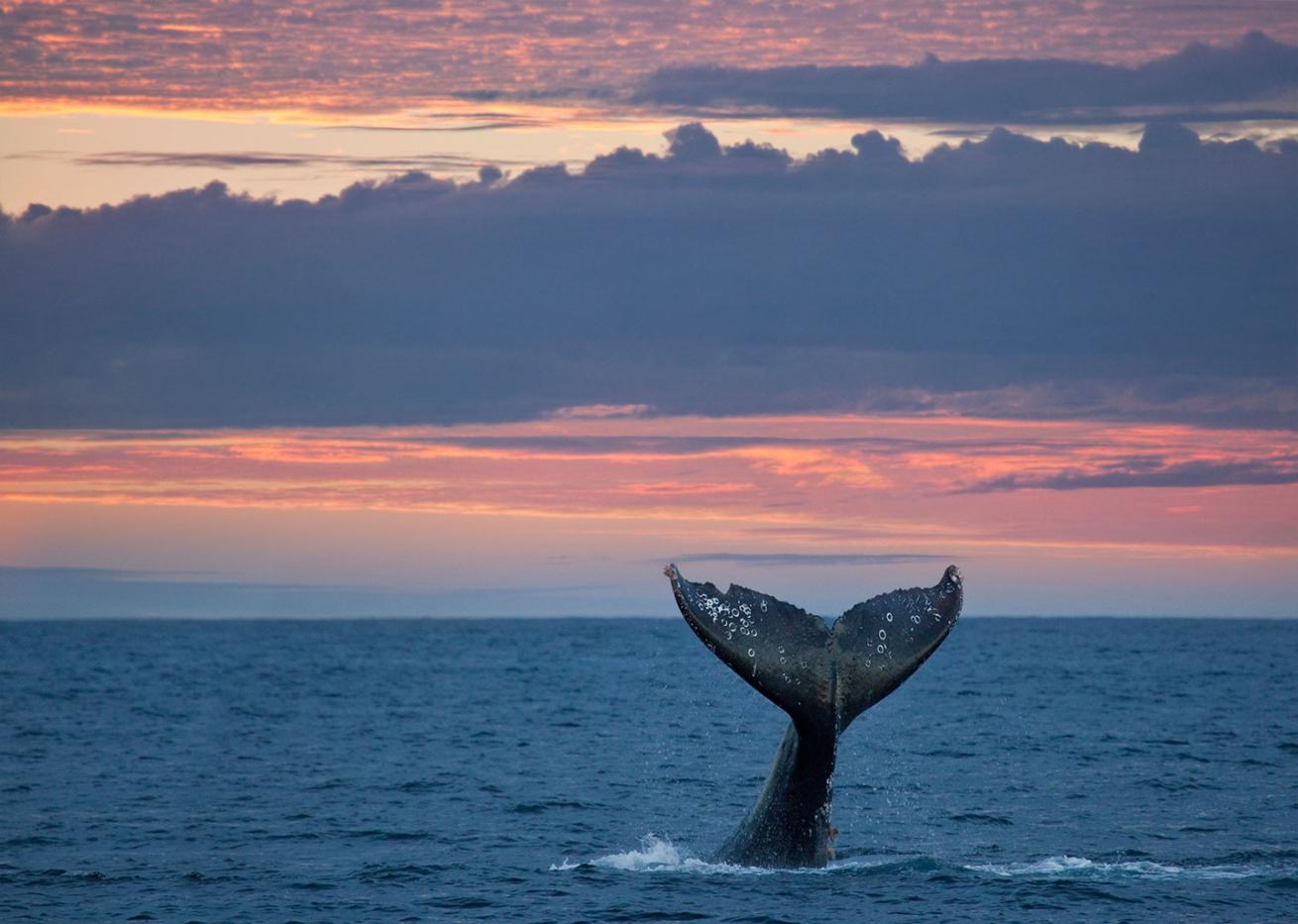 whale diving