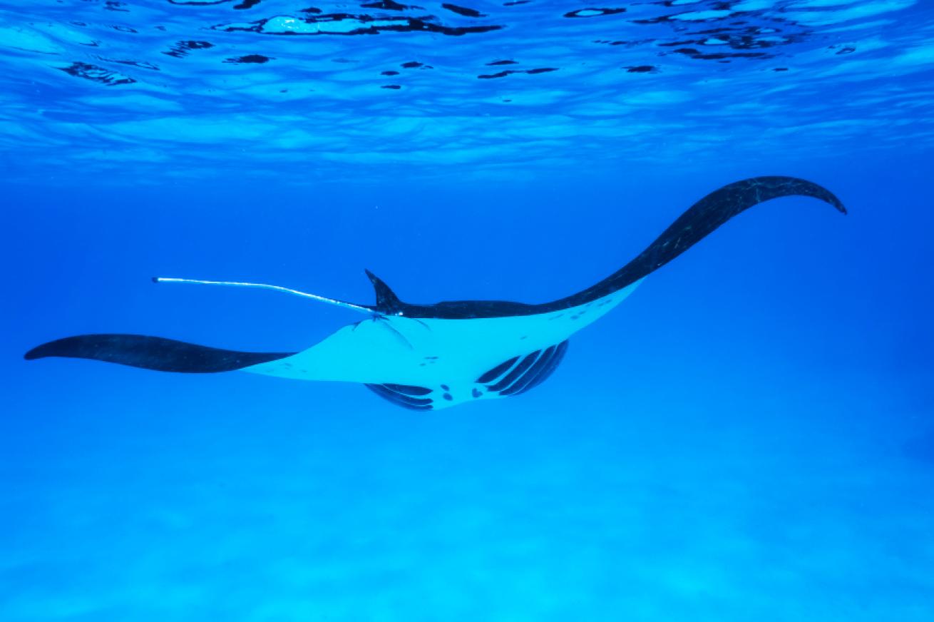manta ray