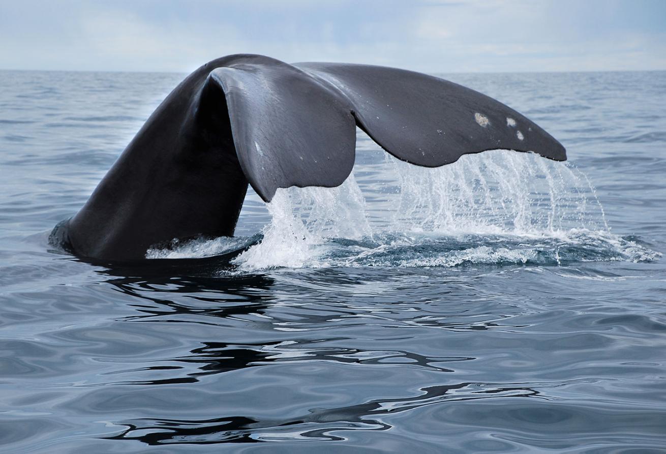 whale flukes