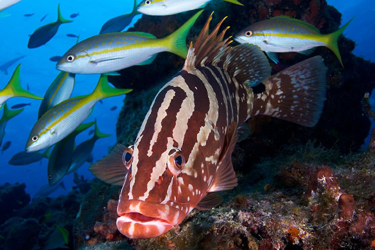Nassau grouper