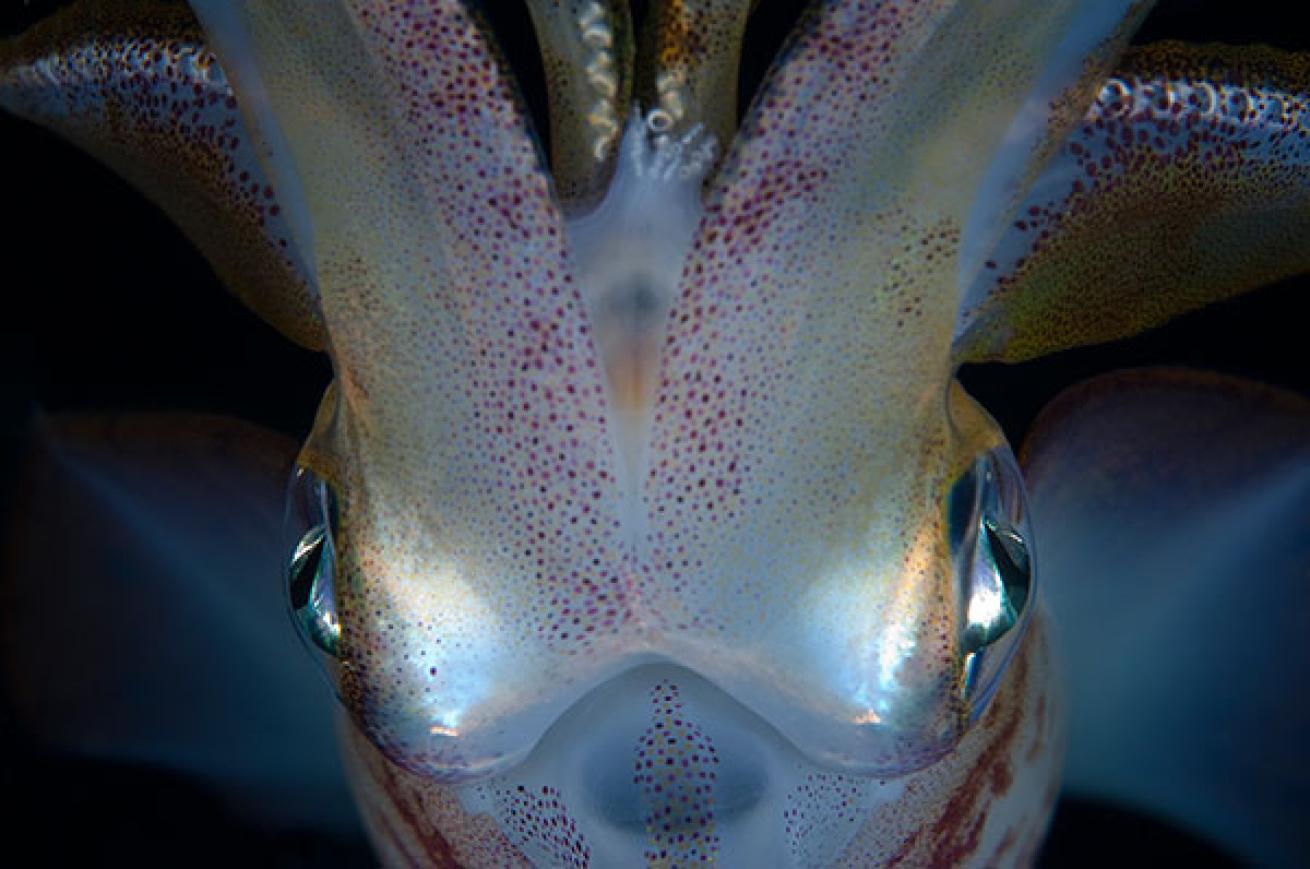 scuba diving maldives