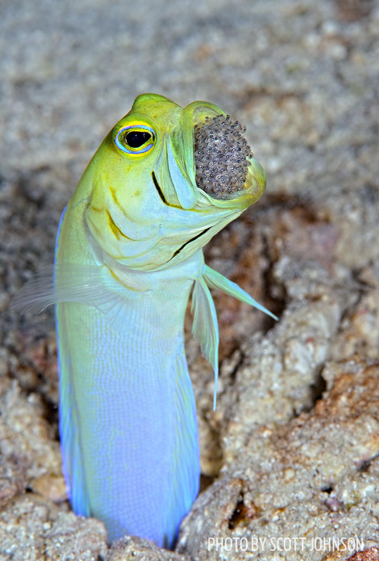 jawfish eggs mouth photo