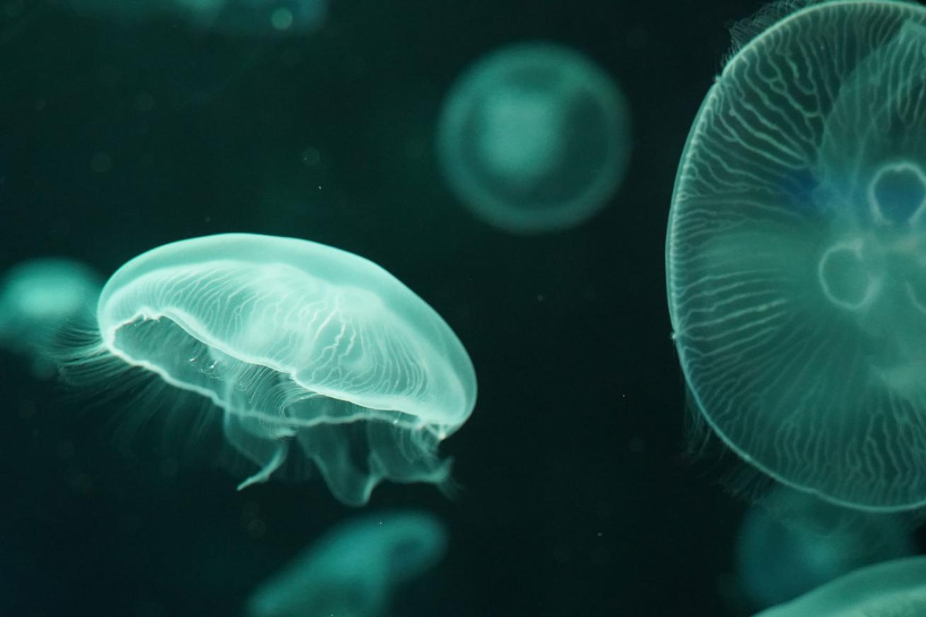Jellyfish