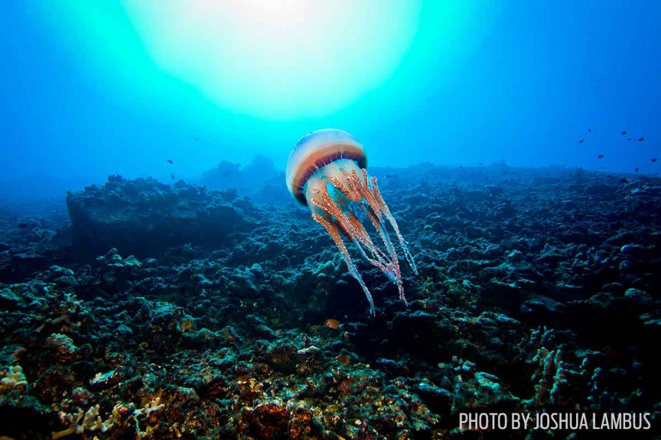 Photo Workshop Hawaii