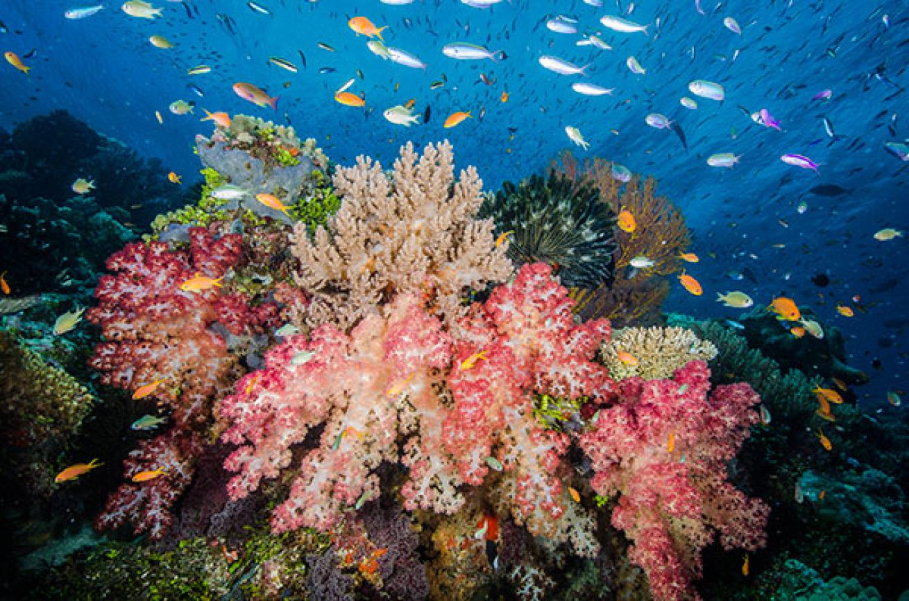 scuba diving Carl's Ultimate, Eastern Fields, Papua New Guinea